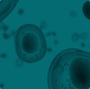 Células madre bajo el microscopio